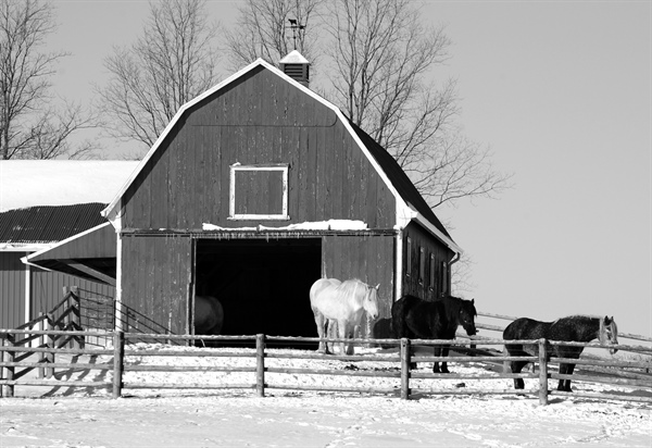 Preparing Your Horse  & Barn for the Winter