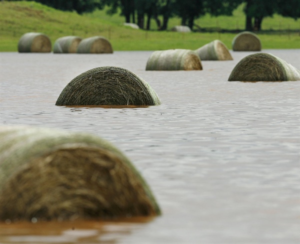 Caution: Rainy Weather Hay